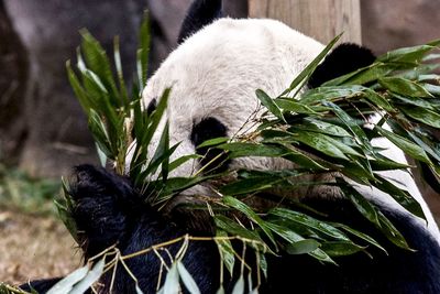 Close-up of panda holding plant