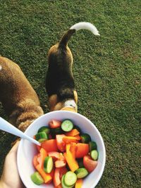 Cropped image of man holding salad in bowl over field