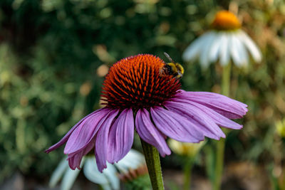 Close-up of butterfly on purple flower