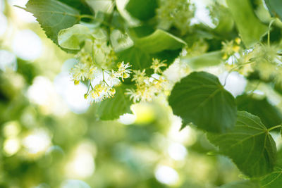 Spring background with closeup of linden tree flowers
