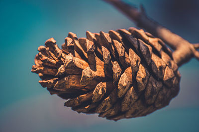 Close-up of pine cone