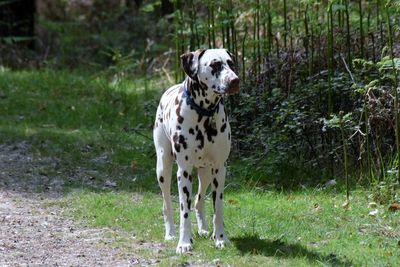 Dog standing on field