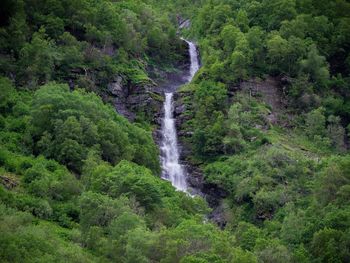 Scenic view of waterfall in forest