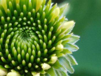 Close-up of flower blooming outdoors