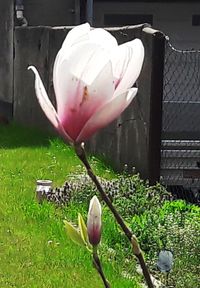 Close-up of tulips blooming outdoors