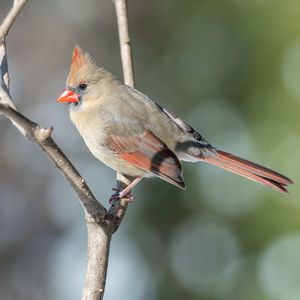 Close-up of bird perching on branch