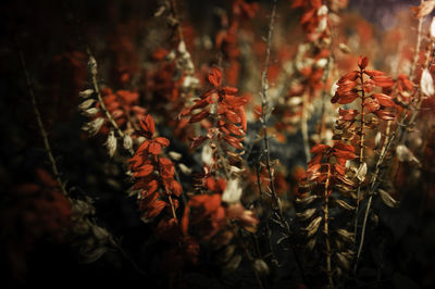 Full frame shot of plants