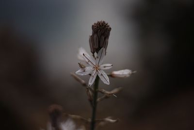 Close-up of wilted flower plant