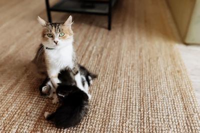 High angle view of cat sitting on hardwood floor