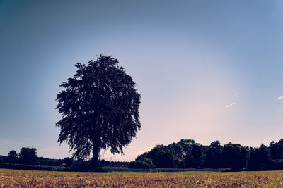 Silhouette trees on field against sky