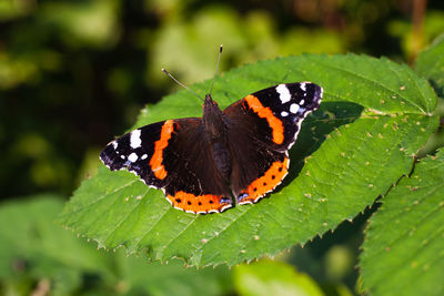 Close-up of butterfly on leaf