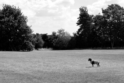 Dog running in a field