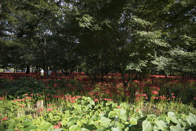 Full frame shot of red flowers in park