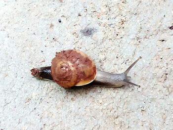 Close-up of snail