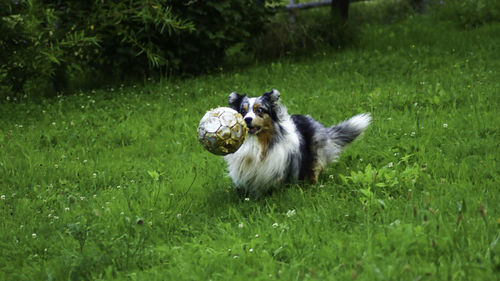 View of a dog on field