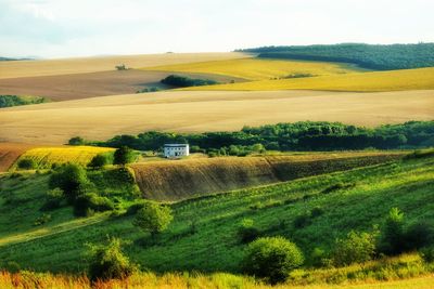 Scenic view of agricultural field against sky