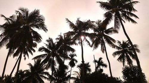 Low angle view of palm trees against sky