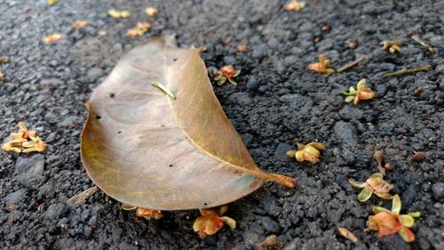 High angle view of autumn leaf