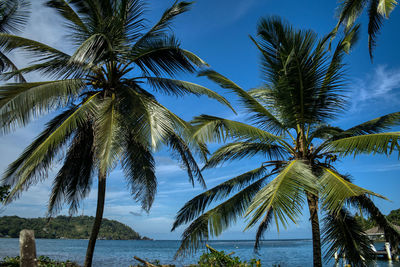 Palm trees by sea against sky