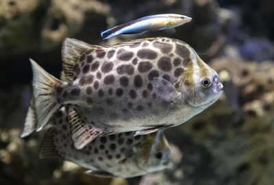 Close-up of fish swimming in sea