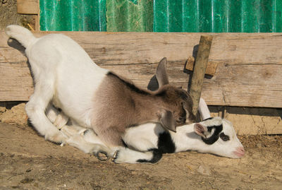 High angle view of two cats resting