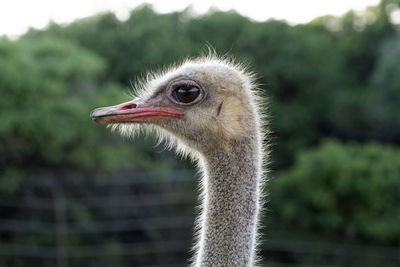 Common ostrich, struthio camelus from brijuni national park