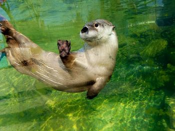 High angle view of otter swimming on water