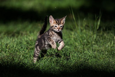 Portrait of cat