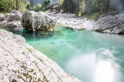 Scenic view of lake in forest