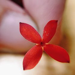 Close-up of red flower