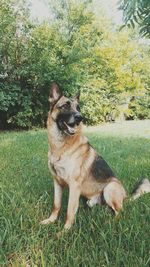 Portrait of dog in grass