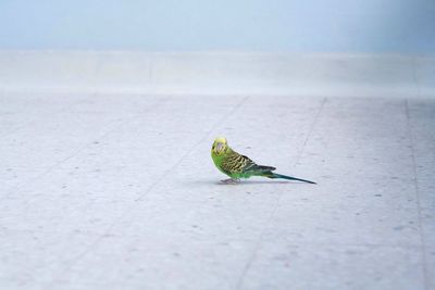 Close-up of bird in water