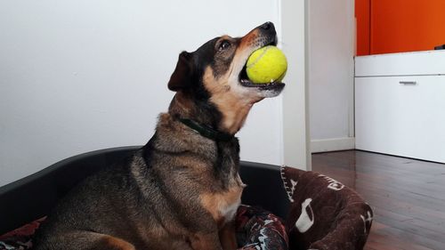 Dog looking away while sitting on ball at home