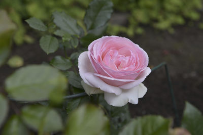 Close-up of pink rose