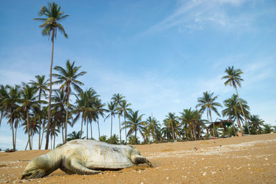 A dead sea turtle due to unknown reason lies on a beach along terengganu, malaysia.