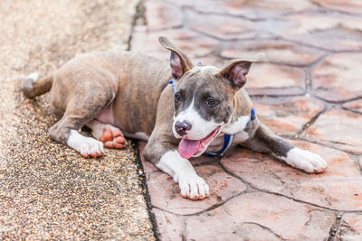 High angle view of dog resting on footpath