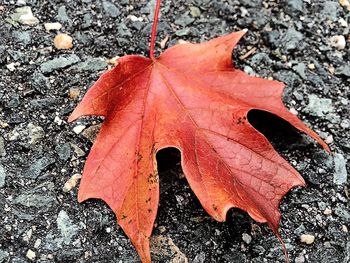 Close-up of maple leaves