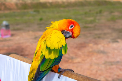 Close-up of parrot perching on a bird