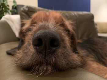 Close-up of dog sleeping on sofa at home