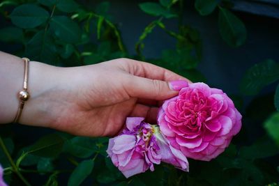 Close-up of hand holding pink rose