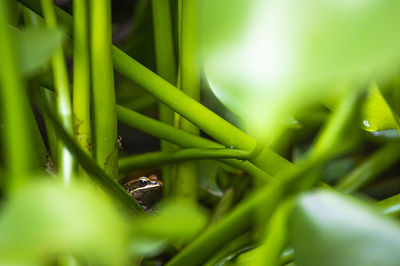 Close-up of insect on plant