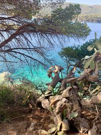 Scenic view of sea against trees in forest