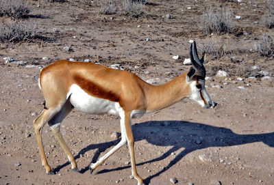 Side view of horse standing on field