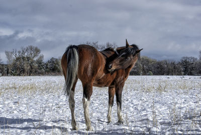Horse standing on snow field against sky