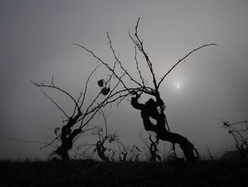 Silhouette of bare tree on field against sky