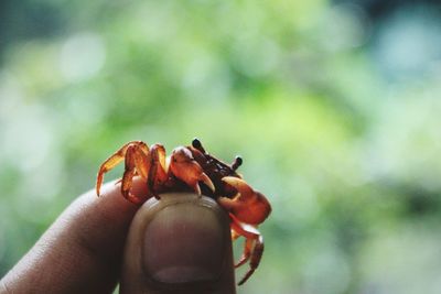 Close-up of hand holding small insect