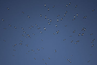 Low angle view of birds flying against clear blue sky