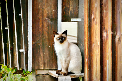 Cat sitting on wooden door