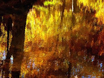 Scenic view of lake in forest during autumn