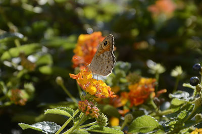 Close-up of butterfly pollinating on flower